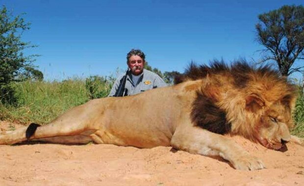 Un millonario cazador murió pisoteado por elefantas durante una cacería en África