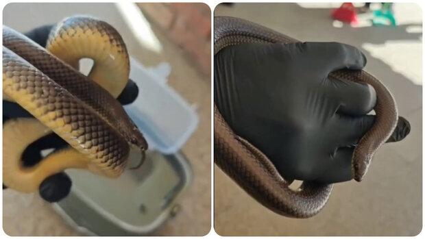 Foto: captura de pantalla / Alternatus Uruguay (@alternatus_uruguay)