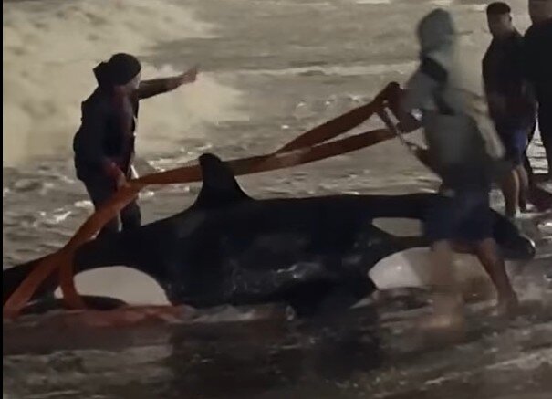 “Fase agónica” e “inviable”: por qué matarán a la orca varada en playa de Punta del Este