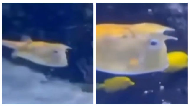 Parecido no es lo mismo