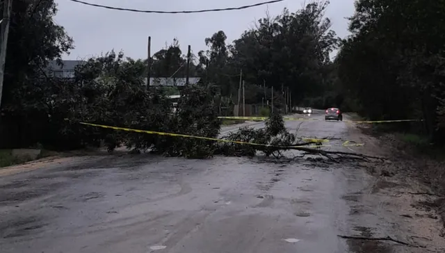 ¿Los árboles mueren de pie?