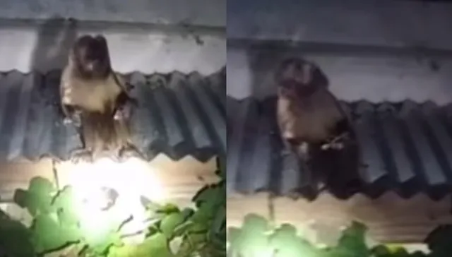 Como Pedro por su casa