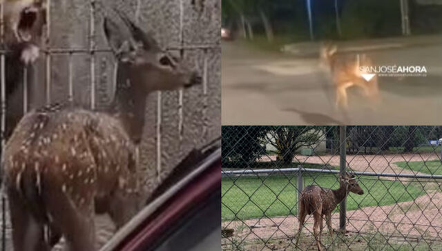 Andás perdido Bambi