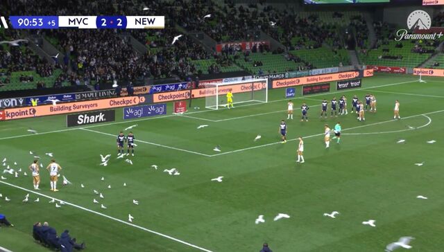 La gaviota ta picoteando