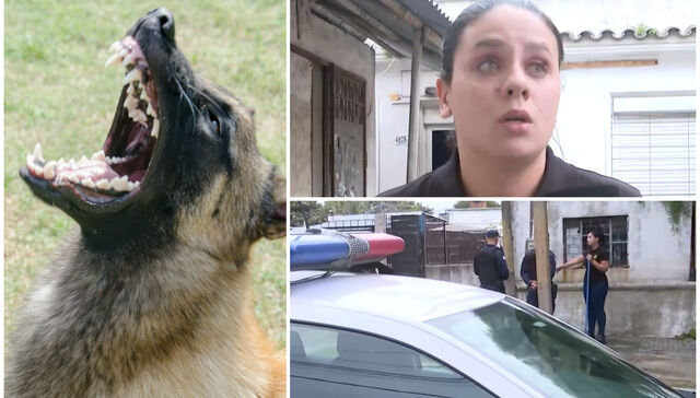 Cuando los animales atacan