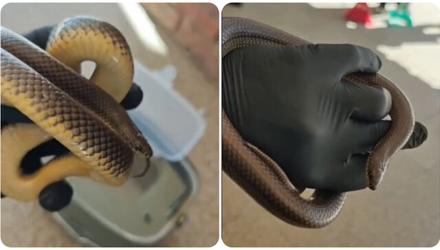 ¿A quién vas a llamar? ¡Alternatus!