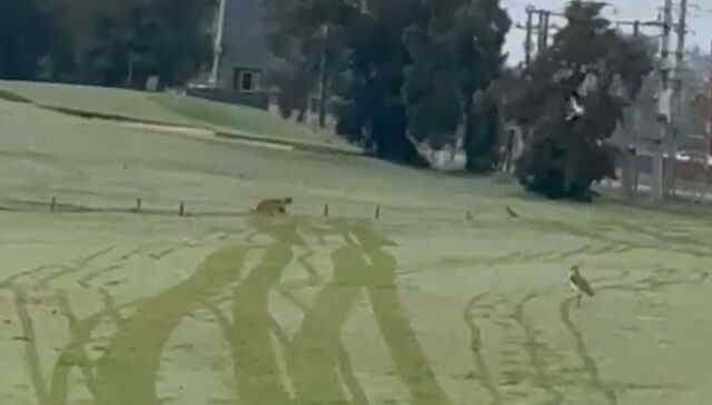 El que mejor sabe gambetear la ley