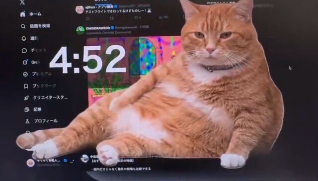 Me pareció ver un lindo gatito