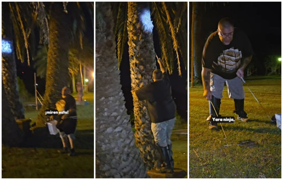 Que se coma los picudos