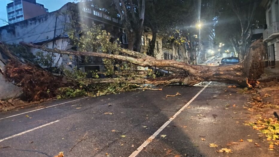 Maldonado y Cassinoni, Montevideo