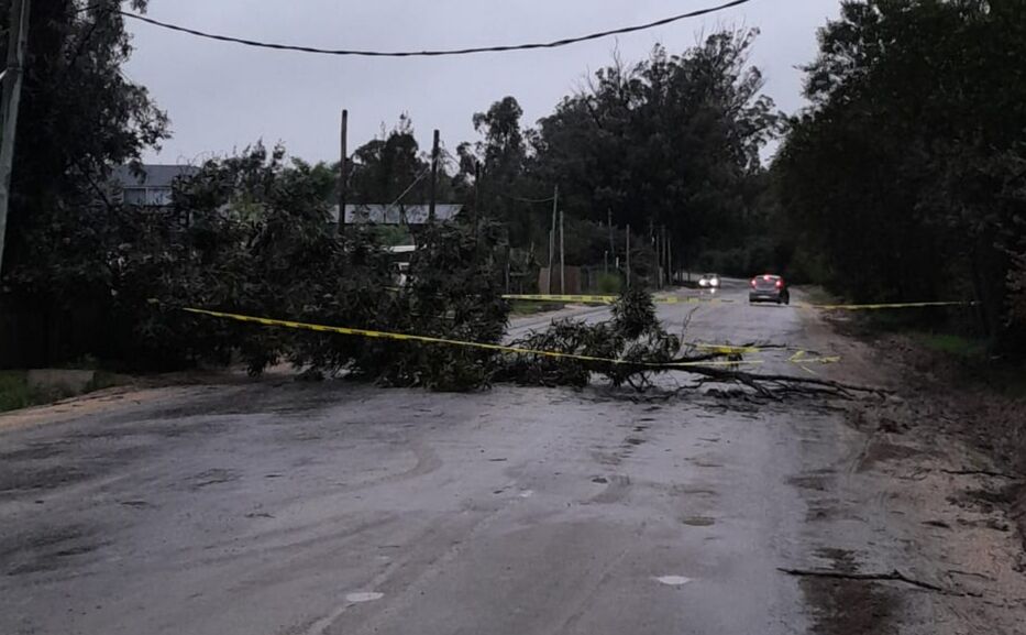 ¿Los árboles mueren de pie?
