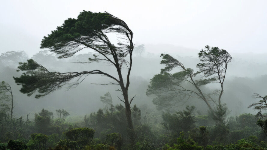 Pasó el viento