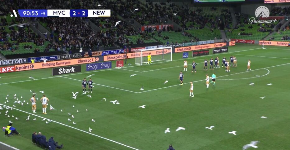 La gaviota ta picoteando