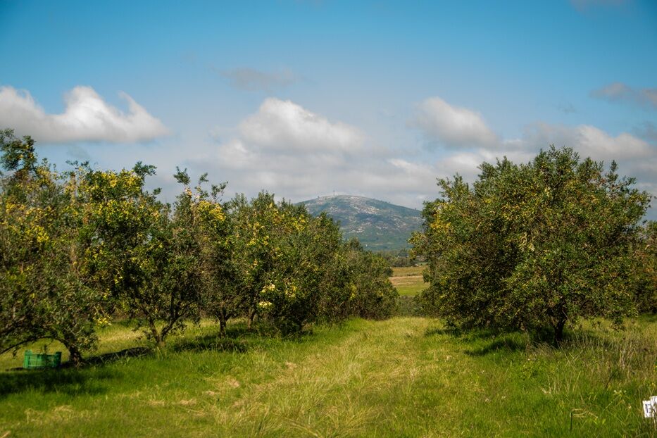 Sabores y experiencias