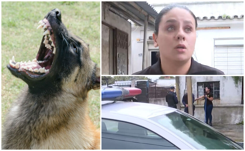 Cuando los animales atacan