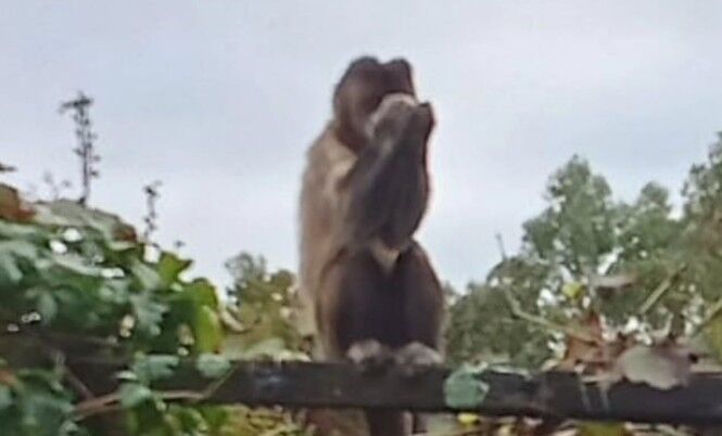 Apareció un mono en una casa de Progreso: estaba comiendo un huevo arriba de un parral