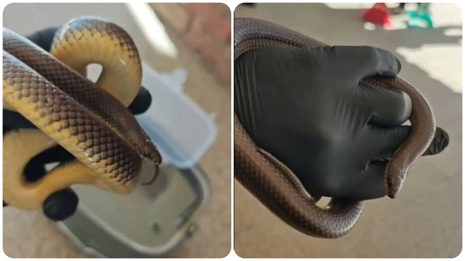 Apareció una víbora en la escuela 375 de Santa Catalina: lograron contenerla y sacarla