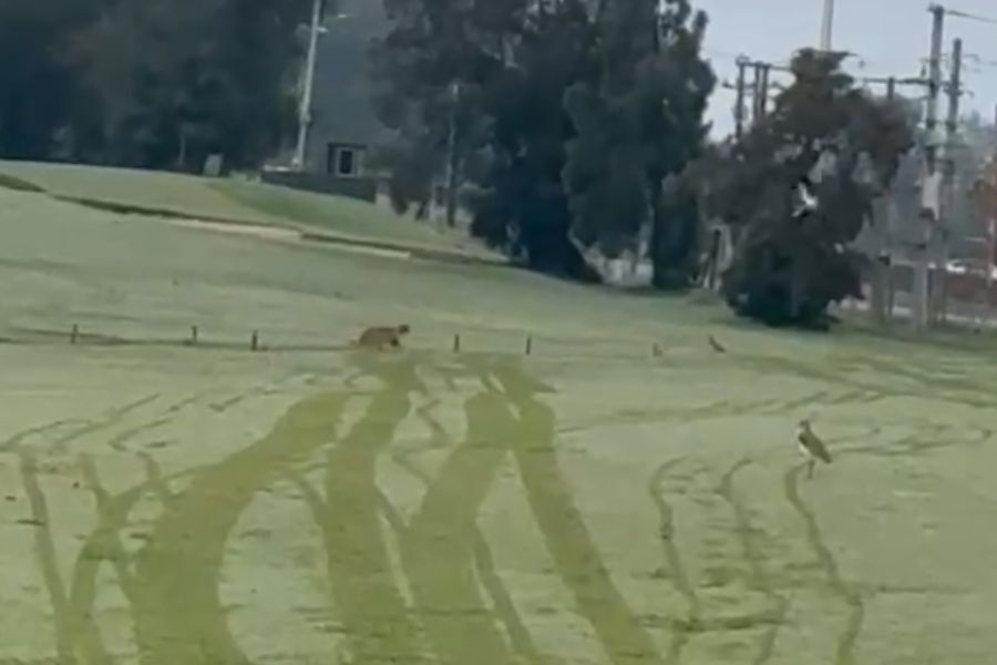 Puma fue visto nuevamente en el campo de golf de un barrio privado en Lomas de Carrasco