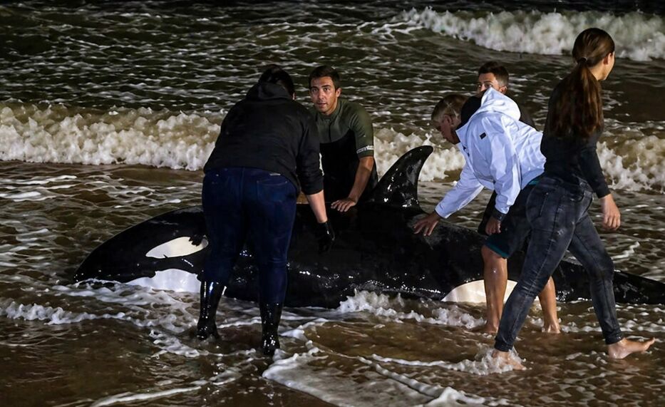 Punta del Este: inesperado varamiento de “ballena asesina” que no es ballena ni asesina