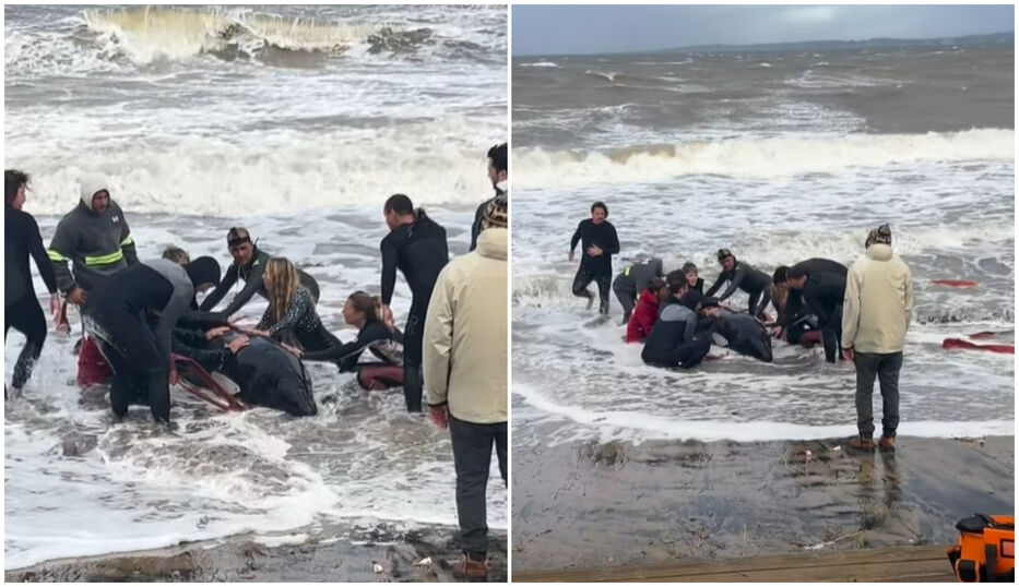 Se hizo lo que se pudo: practicarán eutanasia a la orca varada en Punta del Este