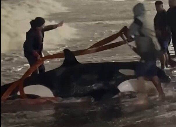 “Fase agónica” e “inviable”: por qué matarán a la orca varada en playa de Punta del Este