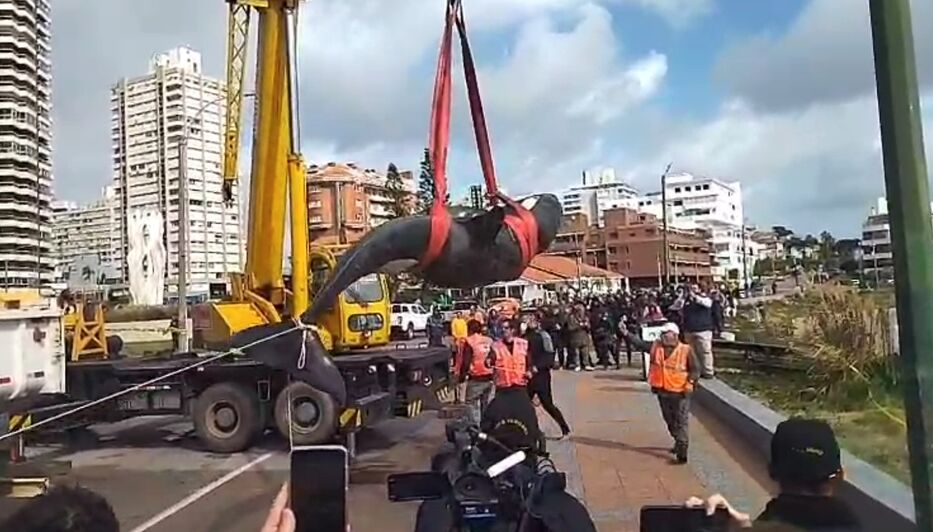 Final: la orca de Punta del Este ya fue sacrificada y su cuerpo es trasladado a Montevideo