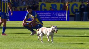 El perro de Troya
