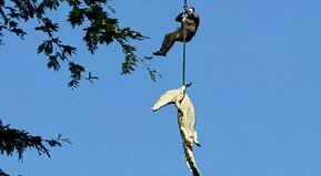 Lagarto volador