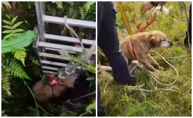 Justo a tiempo: bomberos de Rocha rescataron a un perro que había caído en un aljibe