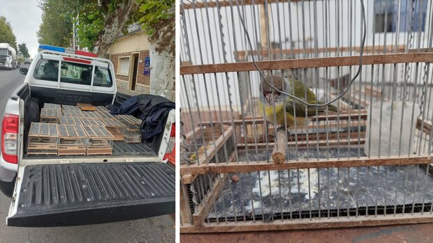 Incautan 37 aves autóctonas, “pega pega” y un vehículo a dos montevideanos por caza ilegal
