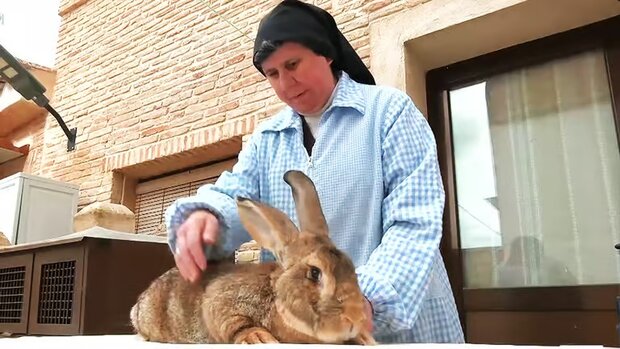 Monjas españolas cuidan conejos gigantes para evitar que la raza desaparezca