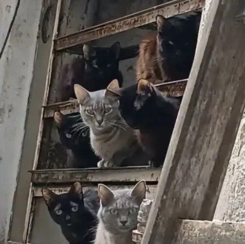 Encontraron a dueña del apartamento con 24 gatos en el Centro: ¿qué pasará con animales?
