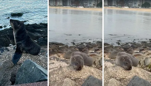 Peligro en la orilla