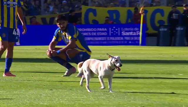 El perro de Troya