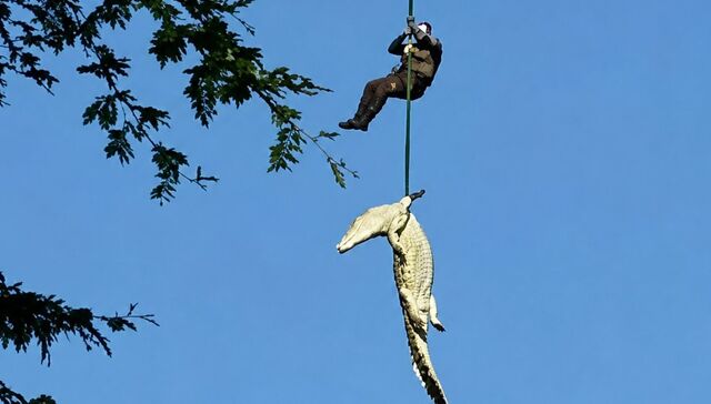 Lagarto volador