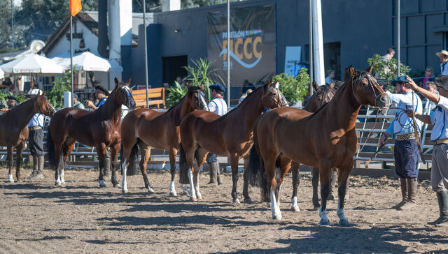Más de 300 caballos criollos compiten en la Rural del Prado en una Expo FICCC histórica