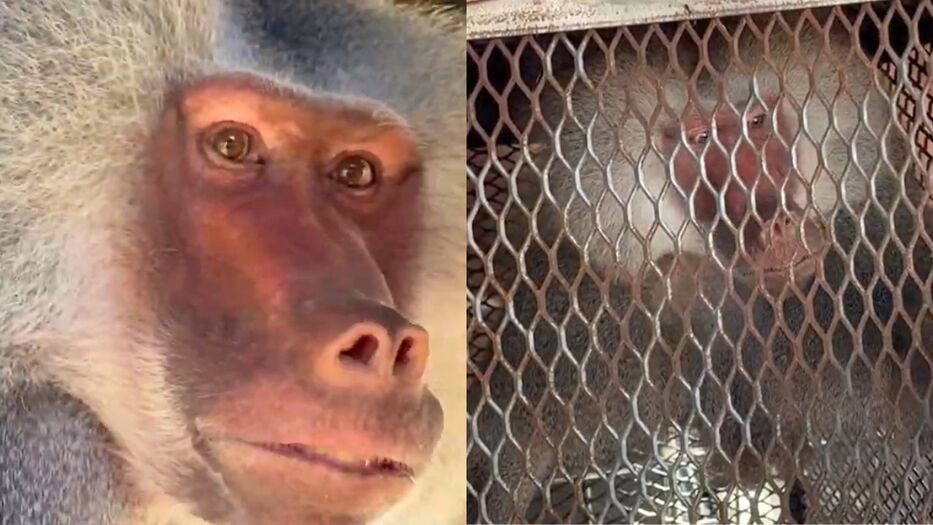 Tenencia de animales silvestres y bienestar animal en Uruguay