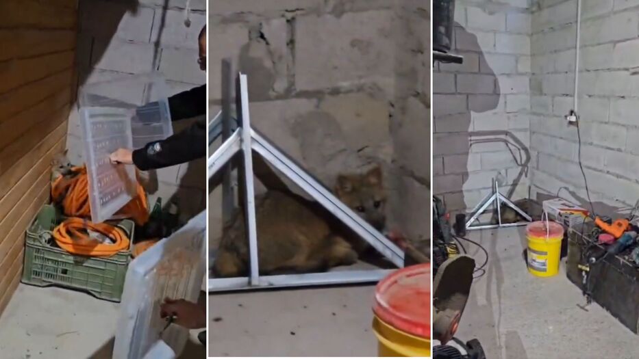 De película: el operativo de Alternatus para salvar un zorro que se metió en una casa