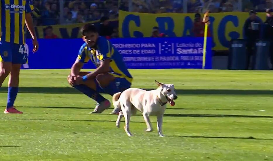 El cachorro que invadió la cancha de Rosario Central y se llevó aplausos es de Newell’s