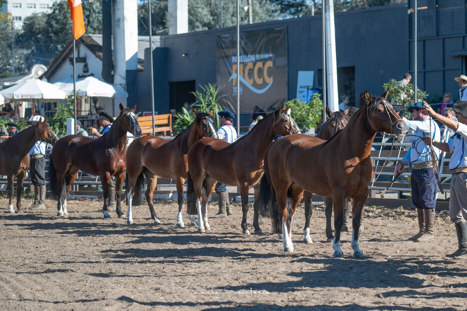Más de 300 caballos criollos compiten en la Rural del Prado en una Expo FICCC histórica