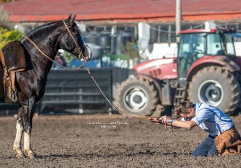 Aumenta la leyenda del Colibrí Matrero: el fenómeno del caballo los seis Frenos de Oro