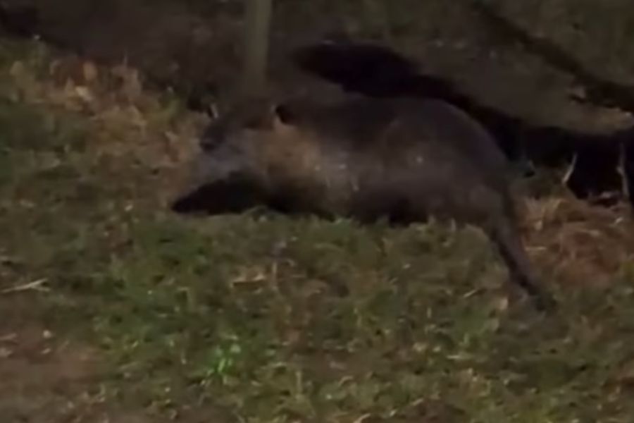 Maldonado: un vecino registró el hallazgo de una nutria de gran tamaño cerca de su casa