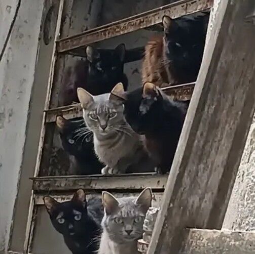 Una muerte, deudas y un remate: la historia de los 24 gatos abandonados en casa del Centro