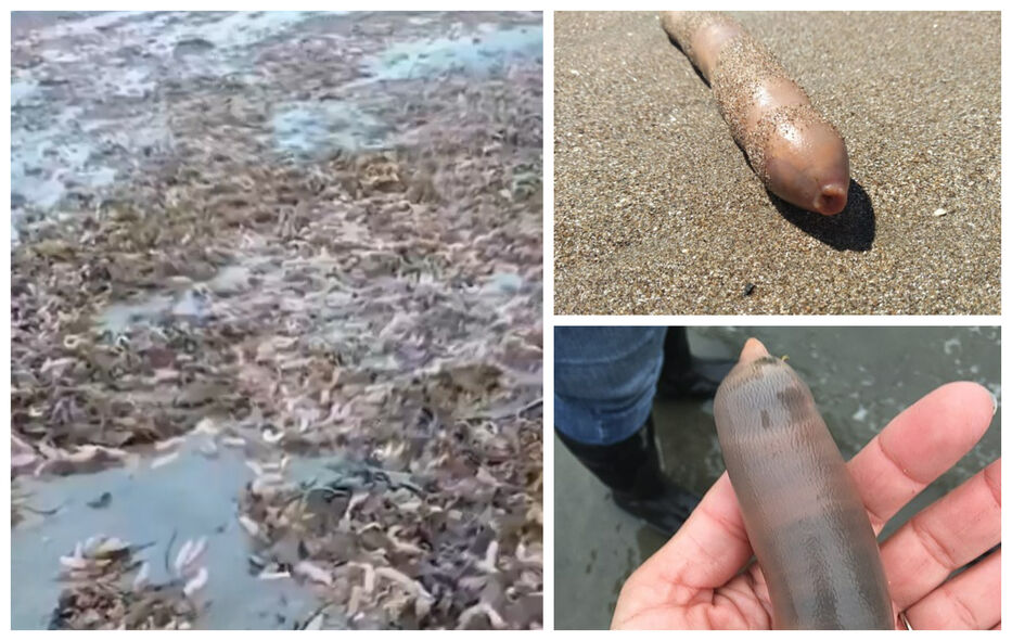 Volvieron: una invasión de “peces pene” sorprendió a turistas en una playa argentina
