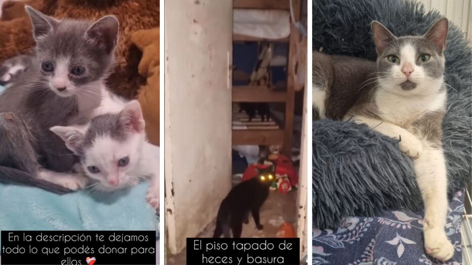 “Era insalubre”: ONG dio detalles de los gatos rescatados en el Centro y solicita apoyo