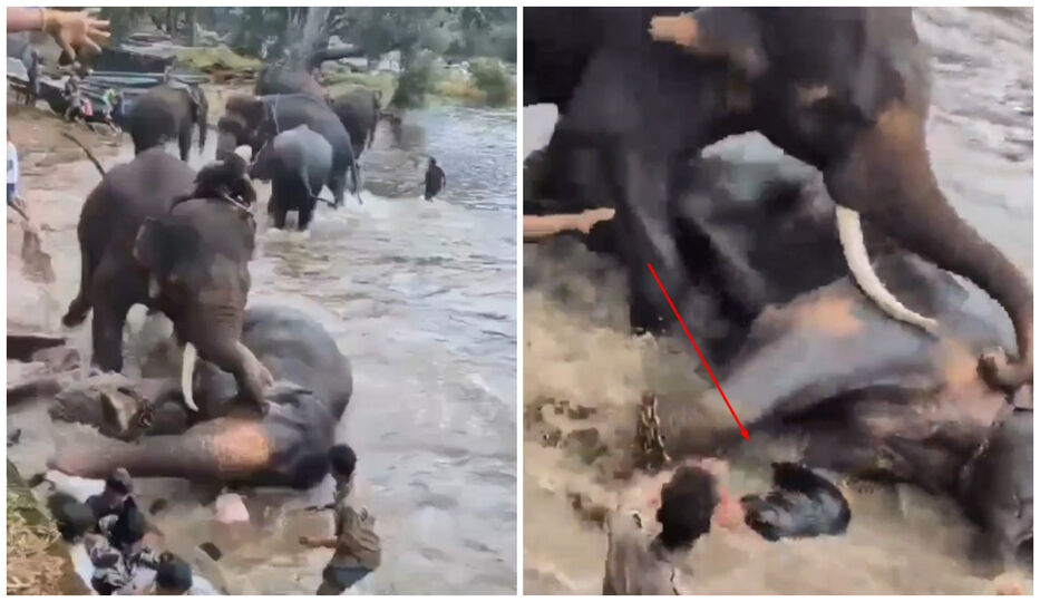 India: una turista murió este lunes al quedar atrapada en una pelea de elefantes