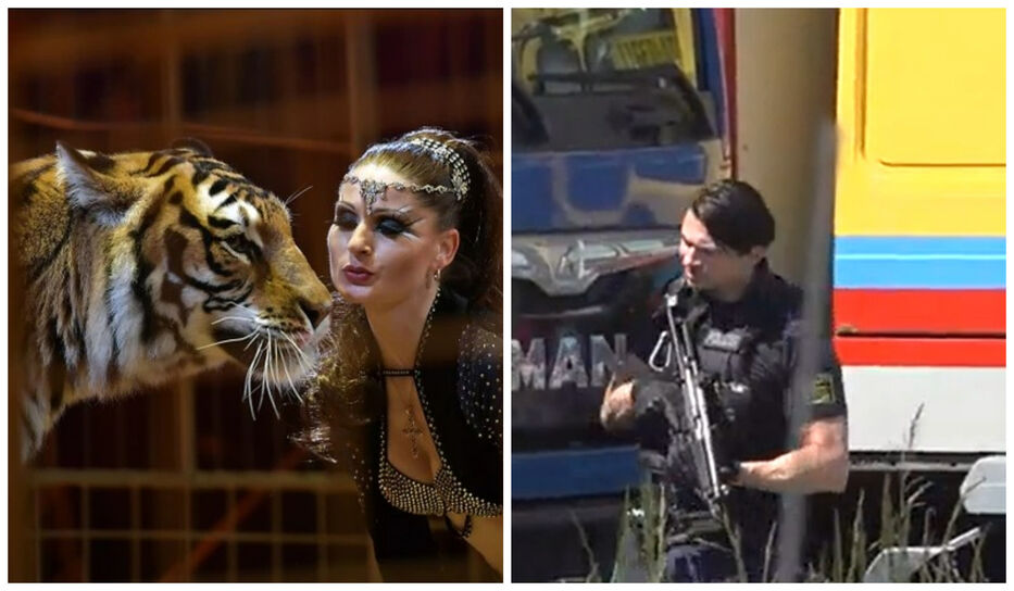A la “reina de los tigres” se le escapó uno, hirió grave a un cuidador y terminó abatido