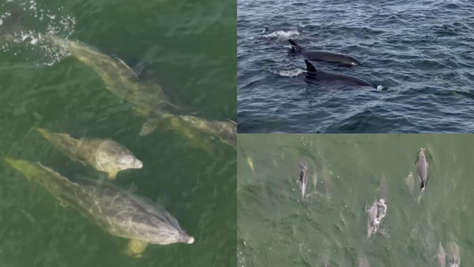 Aparecieron más de 80 delfines y falsas orcas a metros de la costa de Punta del Este