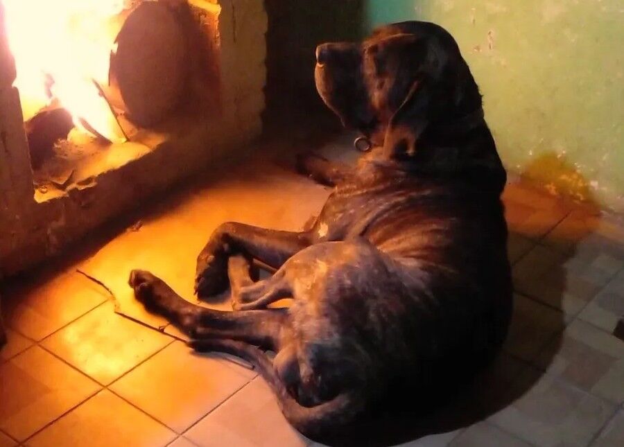 “Se perdió entre el humo”: el emotivo relato del hombre al que su perro le salvó la vida