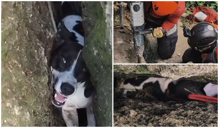 Final feliz: bomberos rescataron a “Bolita”, que pasó tres días atrapada en una grieta